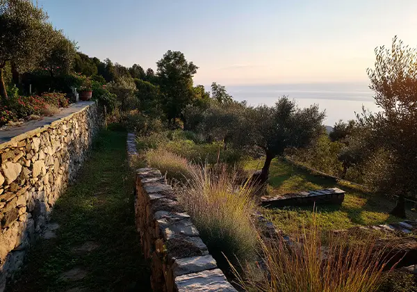 Terrassierter-Garten-mit-Natursteinmauern-Olivenbaeumen-und-Meeresblick-bei-Sonnenuntergang-1