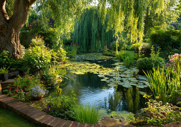Klares Wasser im Naturteich mit Seerosen und Hängeweide im verwunschenen Garten