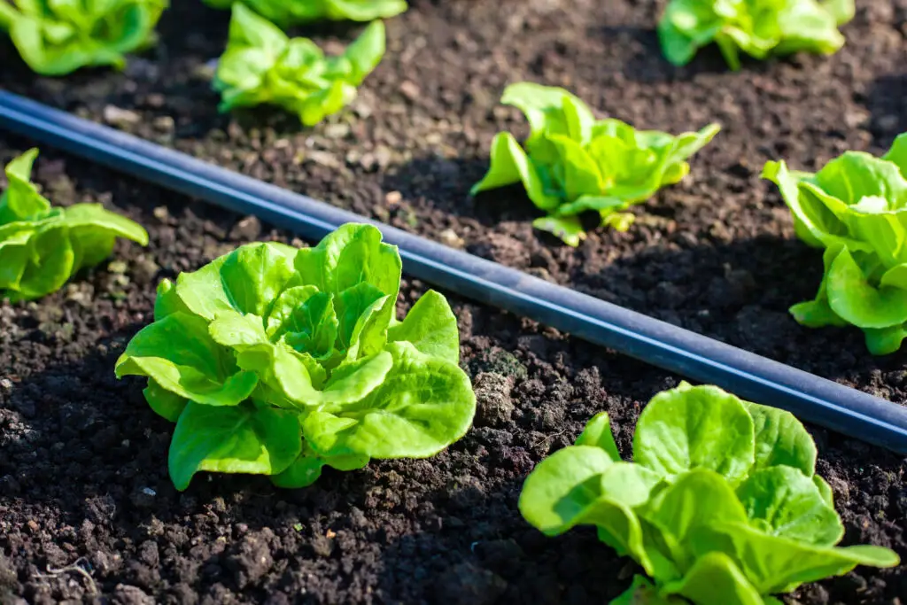 Frische Salatpflanzen im Beet mit Tropfbewässerungsschlauch