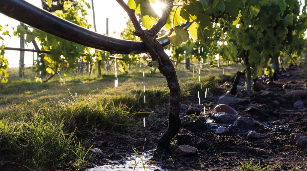 Effiziente Tropfbewässerung im Weinberg