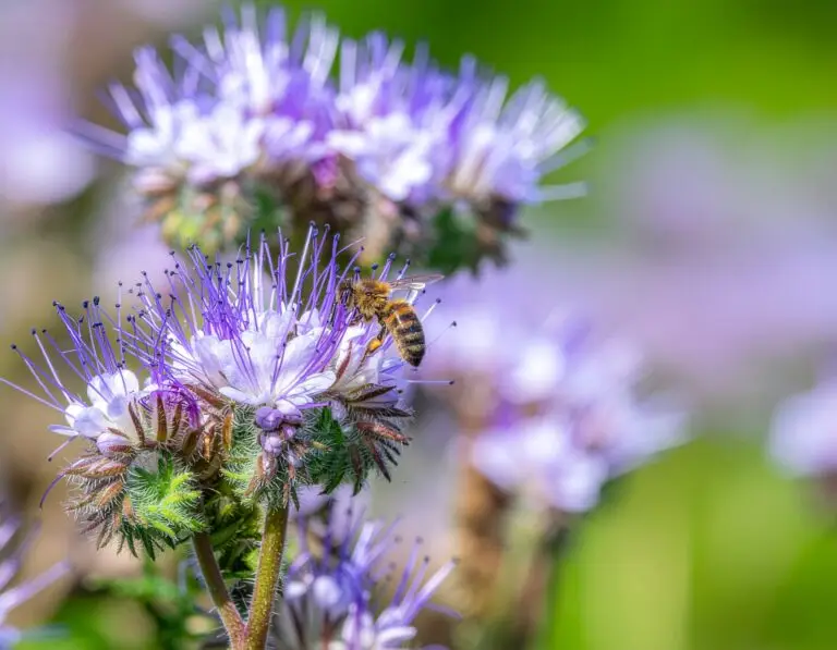 Biene an geöffneter Phacelia-Blüte im Makro
