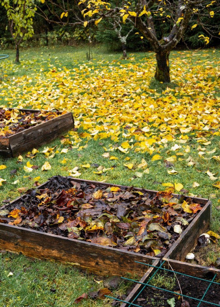 Herbstlicher Garten mit gelben und braunen Blättern auf dem Rasen, Hochbeeten voller Laub und einem Baum mit herabfallendem Herbstlaub.